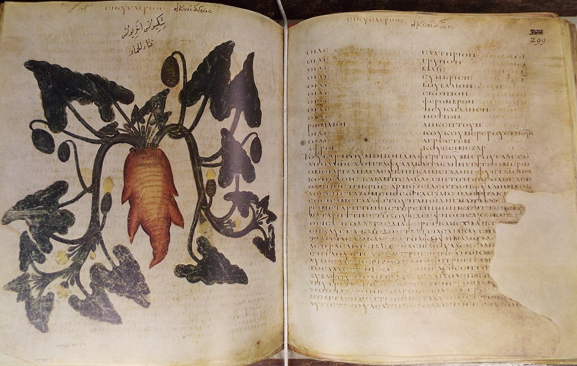 cucumber in Dioscurides