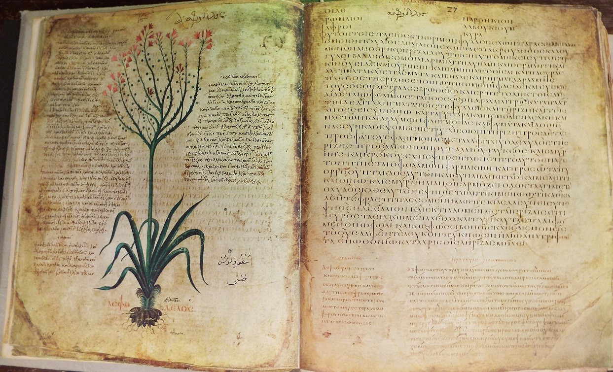 Scholia in cursive in Dioscurides