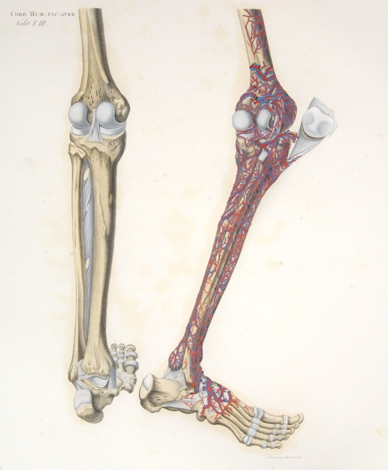 Plate of lower legs and feet from Mascagni's exquisite anatomy